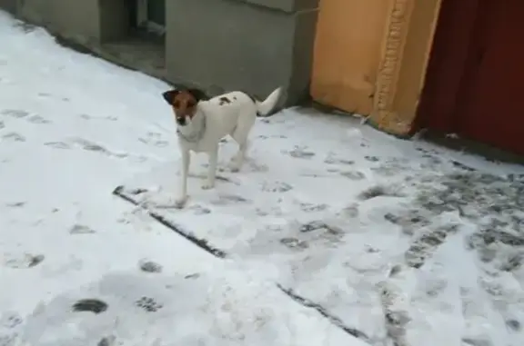 Найдена собака на ул. Жака Дюкло, СПб.