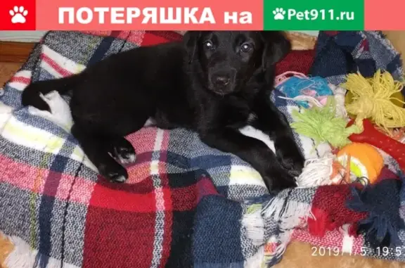 Найдена щенок в Видном, ищем хозяев