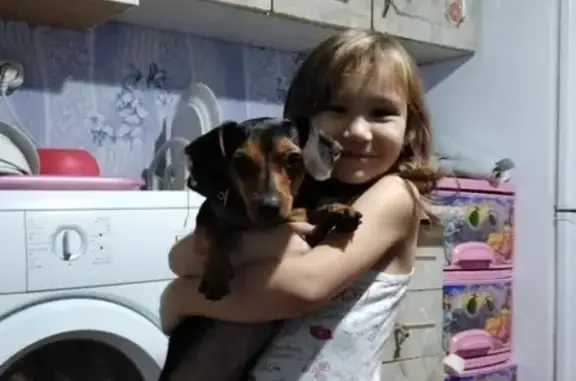 Собаки потеряшки, Старокучергановка, фото: Потеряшка собака 