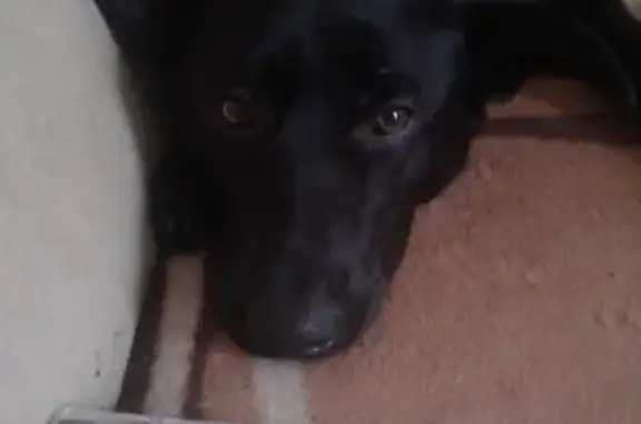 Пропала собака в Ельце: Чёрный лабрадор по кличке Дик, 1 год.