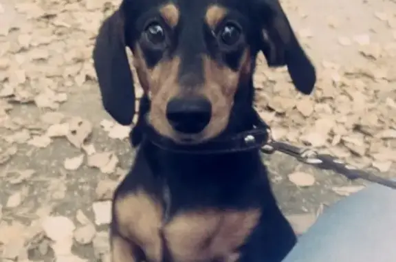 Пропала собака в Северске, район универсама, помогите найти!