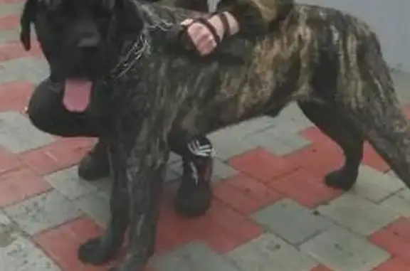 Пропала собака Граф в районе Вечернего рынка, Кропоткин.