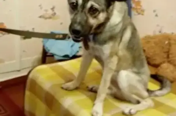 Пропала собака Мики в Соликамске, Пермский край