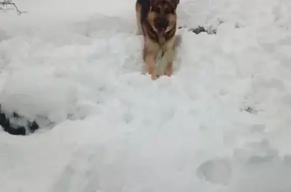 Пропала собака в Центральном районе Тольятти