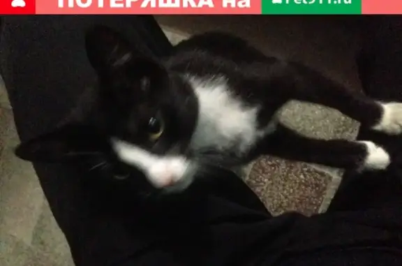 Найден котенок в д.47 М. Ульяновой, звоните по т. 89535037890
