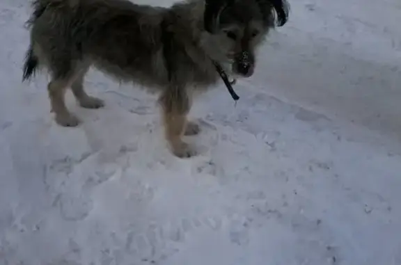 Пропала собака в районе нефтяников, Омская обл.