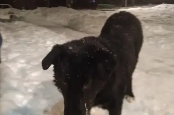 Собака Мальчик в черном ошейнике, найдена в Зюзино, Москва
