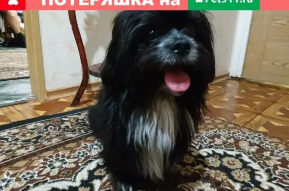 Собака найдена в лесу на улице Кудряшова, Иваново