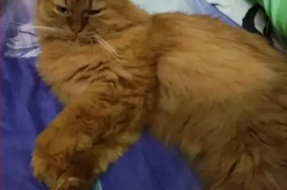 Кошки потеряшки, Смоленск, фото: Потеряшка рыжий кот в Заднепровском районе Смоленска