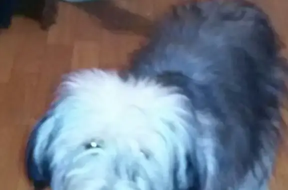 Собаки потеряшки, Нижний Новгород, фото: Потеряшка собака на улице Берёзовская в Нижнем Новгороде