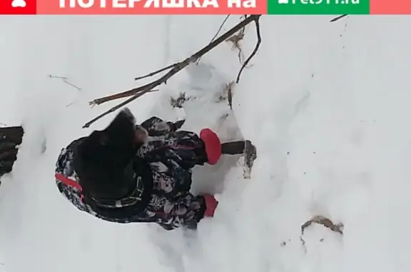 Собаки потеряшки, Ульяновск, фото: Потеряшка собака на ул. Тельмана 42, прошу вернуть