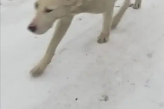 Пропала собака Дана, порода Алабай, Новосибирск