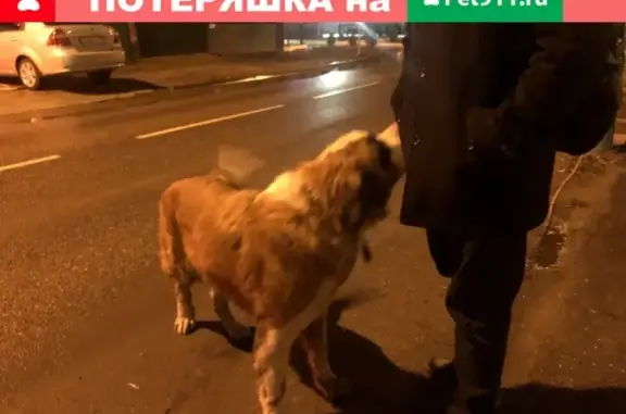 Собака найдена на Аэродромной улице, ищу хозяев (Краснодар)