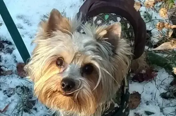 Пропала собака Дик в Октябрьском районе, Петрозаводск
