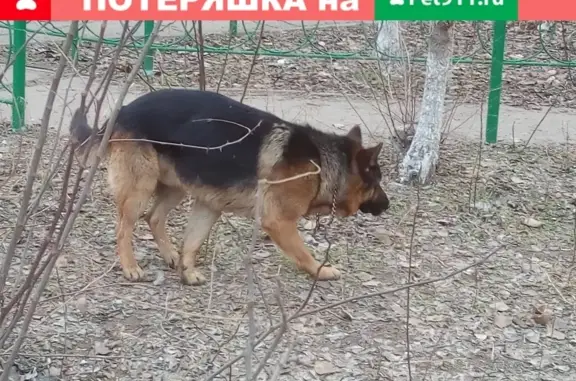 Пропала собака Немецкая овчарка в Астрахани