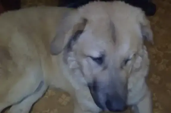 Собака Палевого цвета найдена в Нижнем Новгороде.