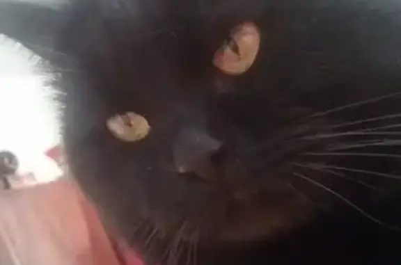 Пропал черный кот в Батайске, нужна помощь!