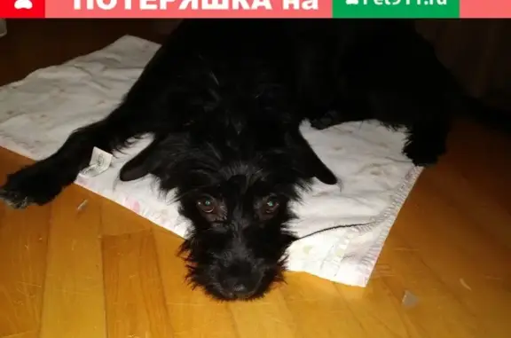 Найдена собака на ул. Штахановского