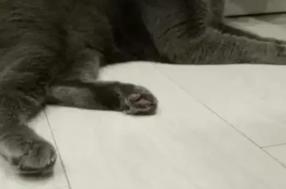 Найден вислоухий кот в Новлянске, ищем хозяина