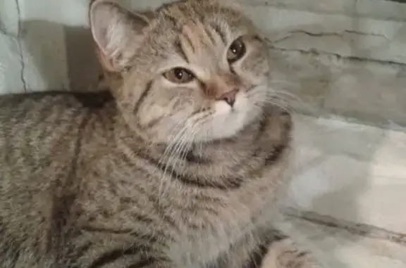 Найдена кошка на ул. Покровка 7 января 2019 года