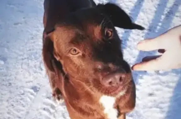 Найдена собака в Александровском районе Владимирской области