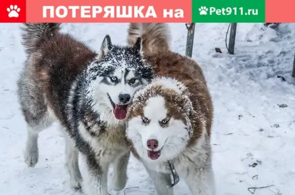 Пропала собака Арчи в Юрге2, Кемеровская обл.
