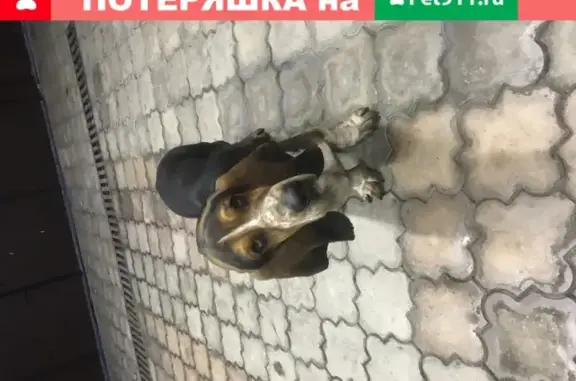 Найден домашний щенок в Пятигорске