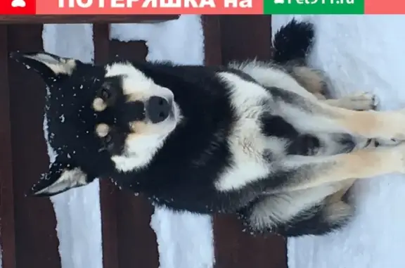 Найдена собака в деревне Кленовка, Владимирская область