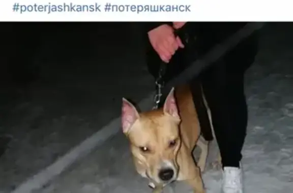 Собака найдена в Октябрьском районе, Новосибирск