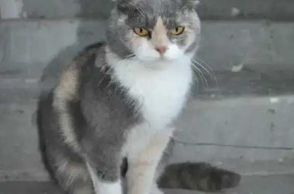 Общительная кошка на ул. Герцена