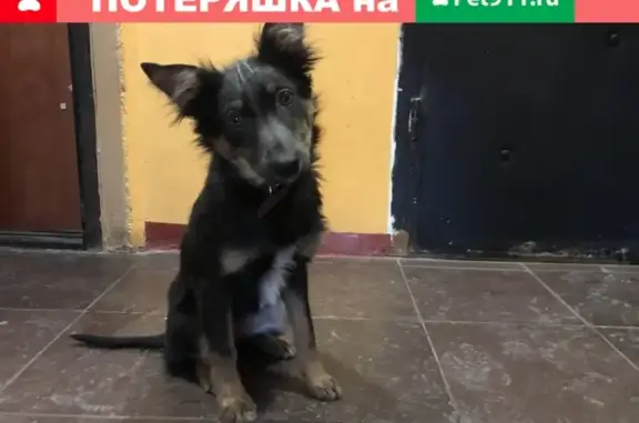 Найдена собака в поселке Крекшино