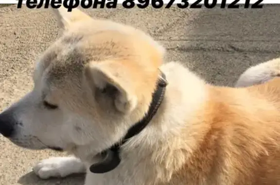 Пропала собака Акита-ину в Красной Поляне (Краснодарский край)