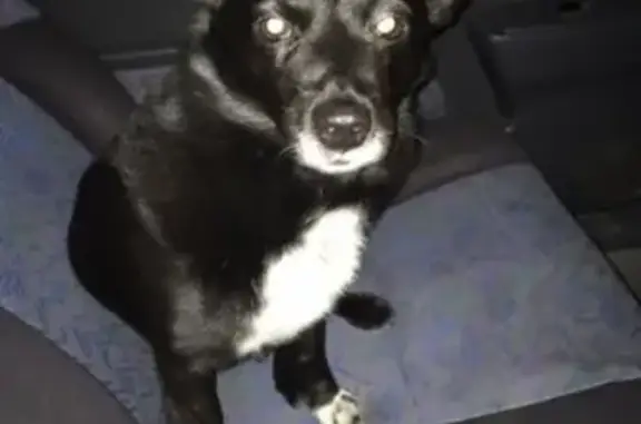 Пропала собака Слай в поселке Молодёжный, Новосибирская область