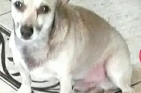 Пропала собака Сёма в Новом Поле, Челябинская область