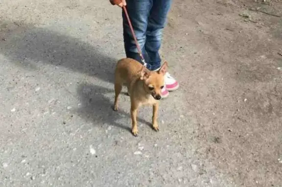 Пропала собака на ул. Героев Рыбачьего, Мурманск