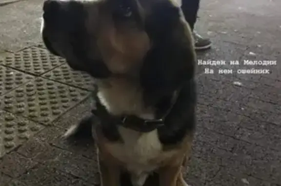 Найдена собака в Сочи, район магазина «Мелодия»