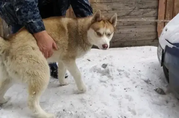 Найдена собака в Ростове, верну хозяевам