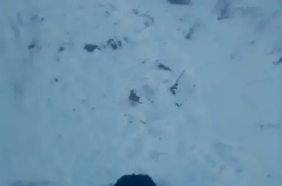 Найдена собака под горой СУ на берегу пруда в Усть-Катаве