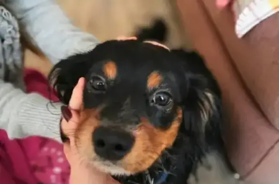 Найдена собака на ГРЭСе в Чите