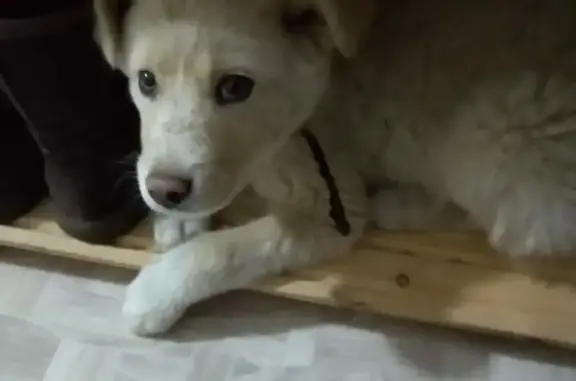 Найдена голубоглазая собака в Якутске, ищем хозяев!