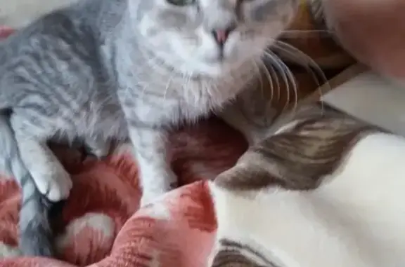 Найдена кошка-котенок около больницы в Спас-Клепиках