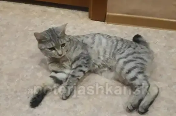 Найдена кошка в Новосибирске, ищем хозяина