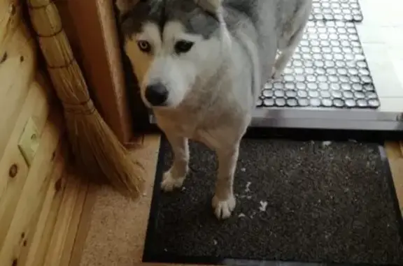 Найдена собака, Москва, фото: Найдена собака в Гальчино, Московская область