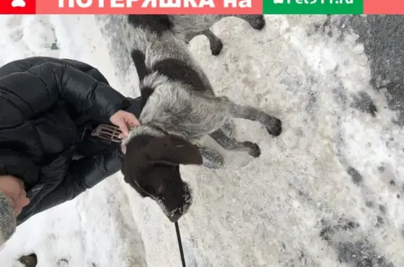 Собака найдена на Дмитровском шоссе, Москва (125к1)