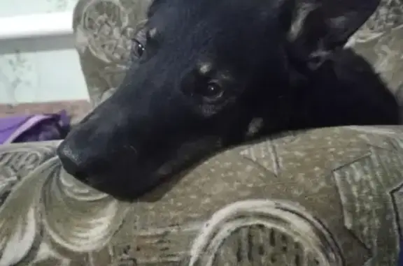 Пропала собака Рома в Новосибирске