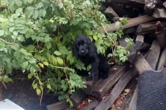 Пропала собака в районе Советской, Краснодарский край