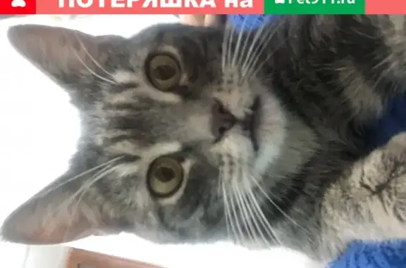 Найден кот с необычным прикусом на ул. Донской, Москва