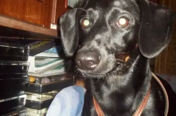 Пропала собака Клара в Переславле-Залесском, вознаграждение