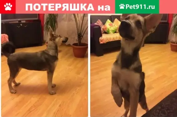 Собака найдена на Рябиновой улице, Москва