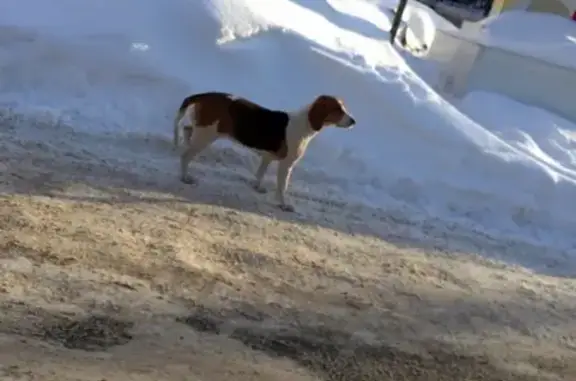 Собаки без ошейников в Новом Городе, Ульяновск